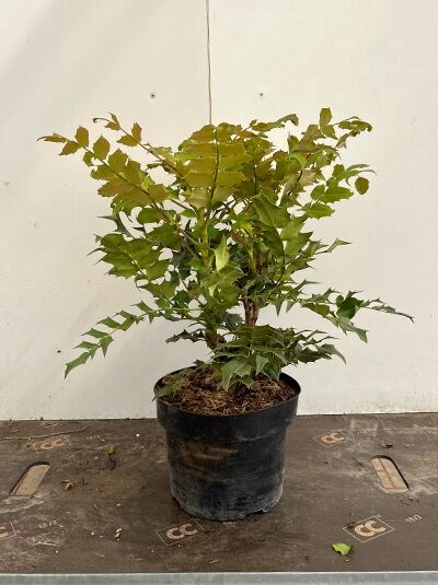 Mahonia media 'Charity' / Mahonie 'Charity' 40-60 cm C3 im Topf, aufrechter Strauch mit glänzendem, gezähntem Laub