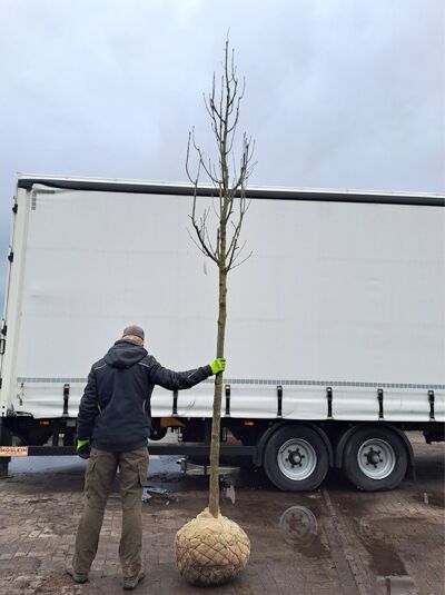 Sorbus thuringiaca 'Fastigiata' / Thüringische Mehlbeere 'Fastigiata' Hochstamm 18-20 StU mit Drahtballen, unbelaubt