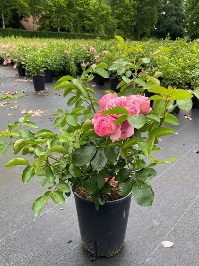 Rosa 'Leonardo da Vinci ®' / Englische Rose 'Leonardo da Vinci', A-Qualität C5, Topfrose mit rosa Blüten und grünem Laub