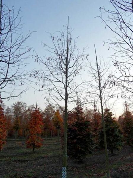 Amerikanische Linde 'Nova' / Tilia americana 'Nova'