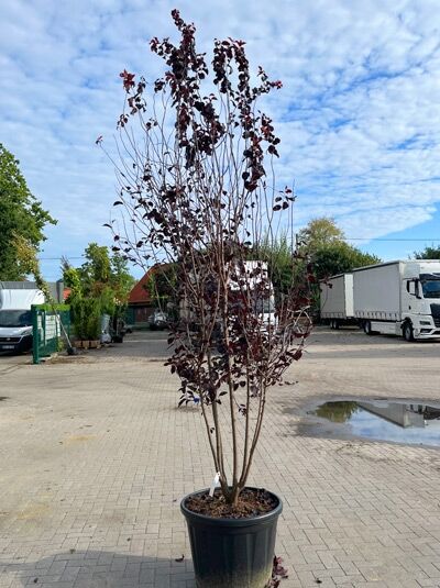 Blut-Pflaume 'Nigra' 300-350 cm mehrstämmig / Prunus cerasifera 'Nigra' (1577310)