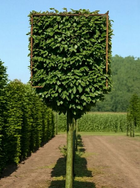 Hainbuche H:110 B:110 T:110 cm (220 cm Stamm) / Hainbuche H:110 B:110 T:110 cm (220 cm Stamm)