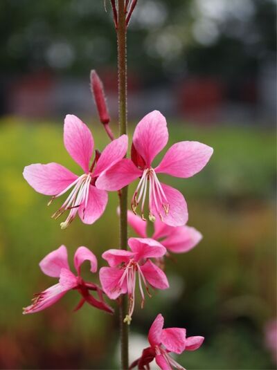 Prachtkerze 'Siskiyou Pink' - Gaura lindheimeri 'Siskiyou Pink'
