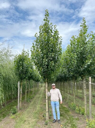 Pyramiden-Pappel / Säulen-Pappel / Italienische Pappel / Pyramiden-Pappel / Säulen-Pappel / Italienische Pappel