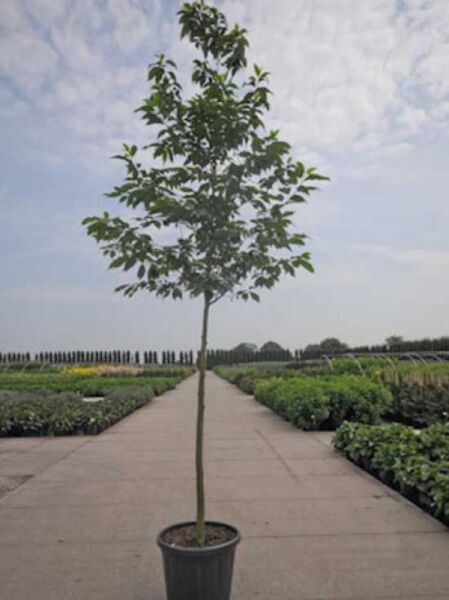 Berg-Schneeglöckchenbaum  / Berg-Schneeglöckchenbaum 