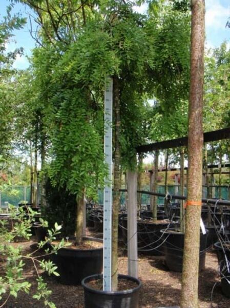 Hängender Perlschnurbaum / Hängender Honigbaum / Sophora japonica 'Pendula'