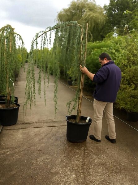Trauer-Libanon-Zeder (Cedrus libani 'Glauca Pendula') 200-250 cm C50 im Container, hängende Triebe an Stützstab.