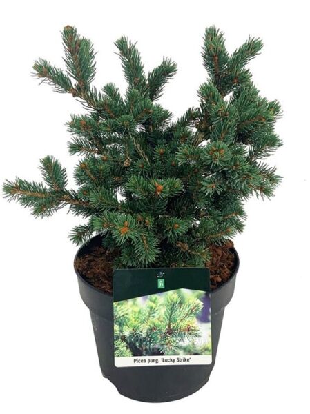 Stech-Fichte 'Lucky Strike' / Picea pungens 'Lucky Strike'