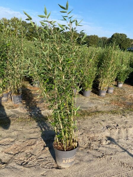 Drachenschuppenbambus 'Blue Lizard' ® / Drachenschuppenbambus 'Blue Lizard' ®