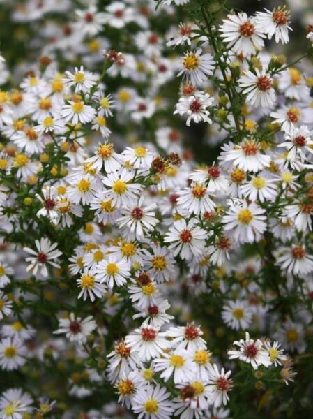 Aster ericoides 'Erlkönig' (Myrten-Aster) mit zahlreichen weißen, strahlenförmigen Blüten und gelben bis rötlichen Mitte