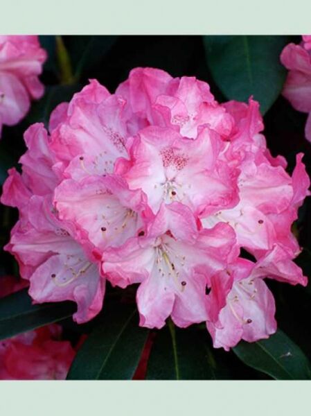 Rhododendron yakushimanum 'Anuschka' / Rhododendron 'Anuschka'
