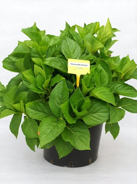 Bauern-Hortensie Hydrangea macrophylla 'Marie Claire' 50-60 cm C20, buschige grüne Pflanze im schwarzen Topf mit Etikett.