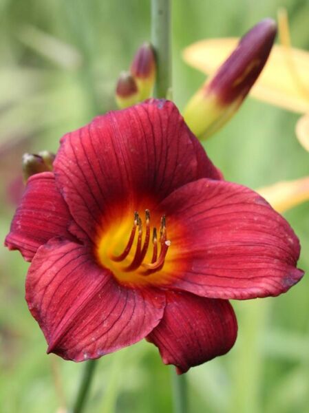 Taglilie 'Little Boy' (Hemerocallis cultorum 'Little Joy') mit dunkelroter Blüte und gelb-oranger Mitte, nah aufgenommen