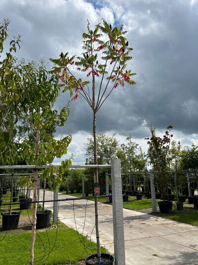 Essigbaum / Hirschkolben-Sumach / Essigbaum / Hirschkolben-Sumach