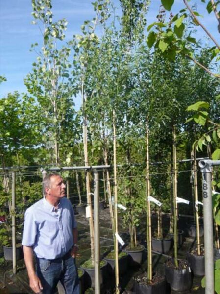 Salix alba / Silber-Weide / Weiß-Weide Hochstamm 10-12 StU im Container mit aufrechtem Stamm und silbrig-grünem Laub in Baumschule