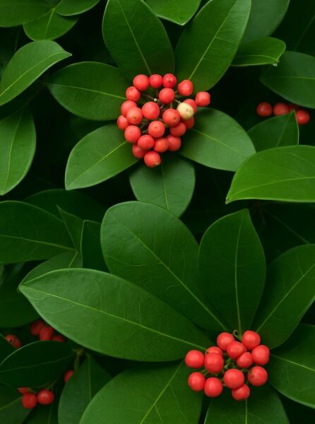 Skimmia japonica 'Veitchii' / Großblättrige Skimmie 'Veitchii' mit dunkelgrünen Blättern und roten Beerenständen