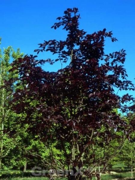Fagus sylvatica 'Riversii' / Rot-Buche 'Riversii'