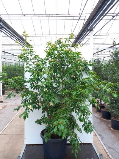 Hongkong-Hartriegel / Cornus hongkongensis