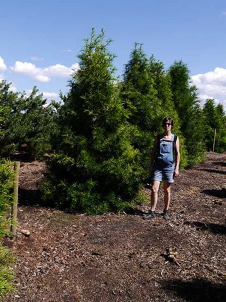Sciadopitys verticillata / Schirm-Tanne 250-300 cm m. Db. Solitär, großer immergrüner Nadelbaum im Freilandbestand.