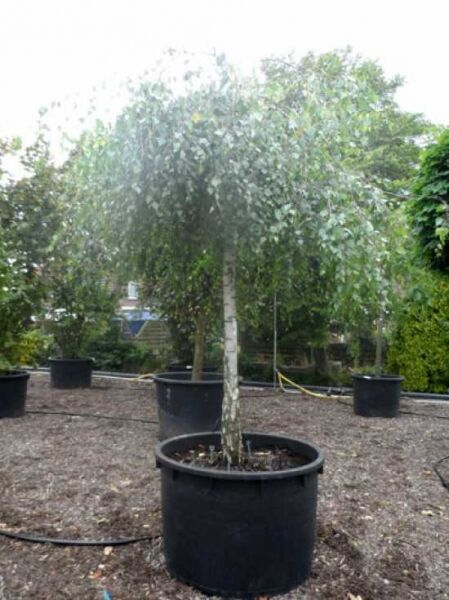 Betula pendula 'Youngii' / Trauer-Birke 'Youngii', 225 cm Stamm, 25-30 StU, im Container mit überhängender Krone.