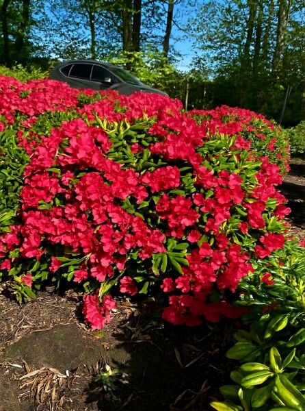 Rhododendron yakushimanum 'Karminkissen ®' (Rhododendron 'Karminkissen'), kompakter Solitärstrauch mit karminroten Blüten.