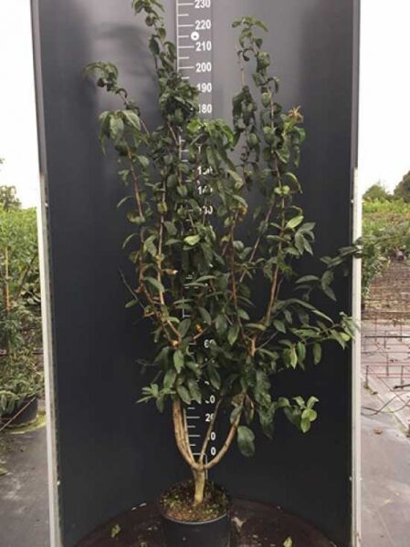 Deutsche Mispel / Deutsche Mispel