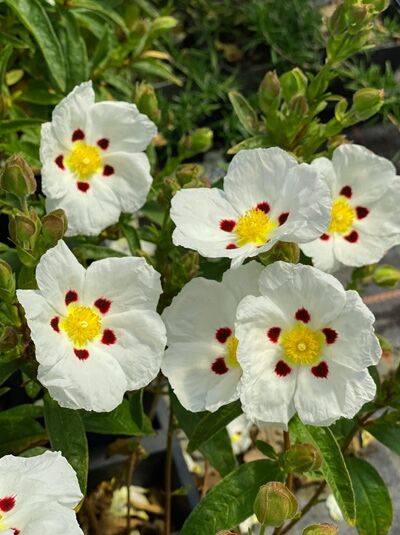 Cistus dansereaui 'Decumbens' / Zistrose 'Decumbens' mit weißen Blüten, gelbem Zentrum und roten Flecken, grünes Laub