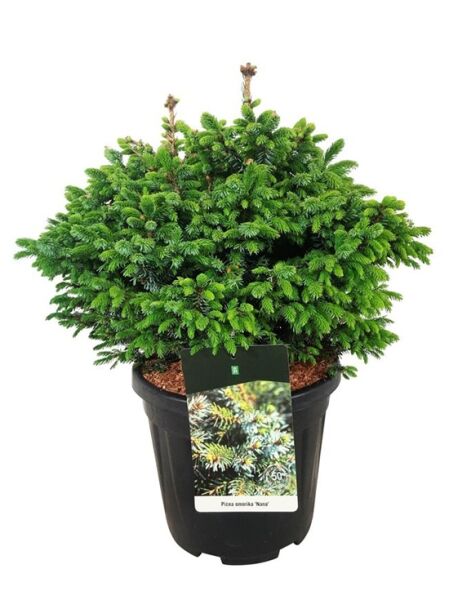Omorika-Zwergfichte - Picea omorika 'Nana'