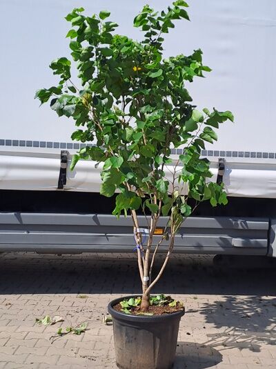 Cercis canensis 'Shirobana' / Weißblühender chinesischer Judasbaum, mehrstämmig, im Container, ca. 200–250 cm, mit grünen Blättern.
