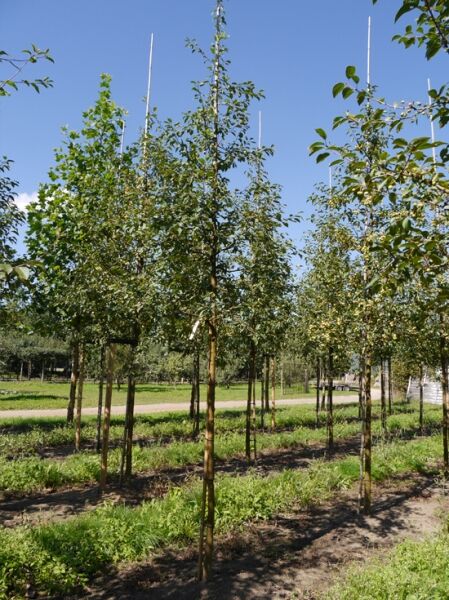 Vielblütiger Apfelbaum / Malus floribunda