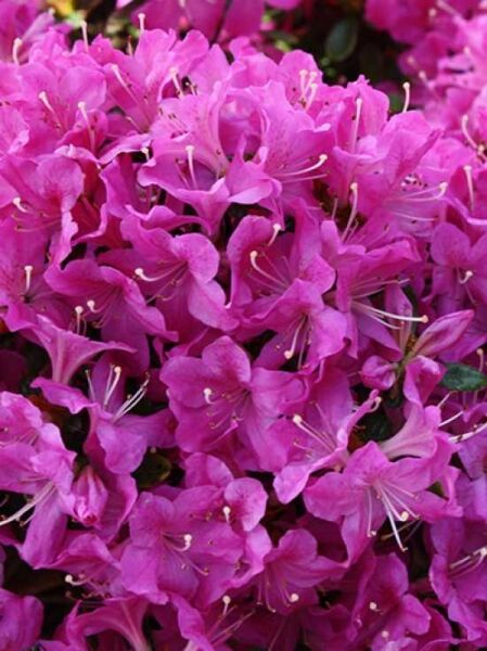 Rhododendron obtusum 'Diamant' enzianblau / Japanische Azalee 'Diamant' enzianblau