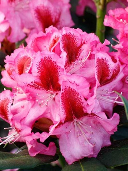 Rhododendron 'Christian Gehler' / Rhododendron Hybride 'Christian Gehler'