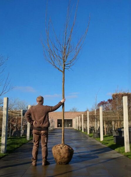 Prunus domestica 'Reine Claude Verte' – Pflaume 'Reine Claude Verte', Hochstamm, wurzelballiert, ohne Laub, mit Stamm und Krone.