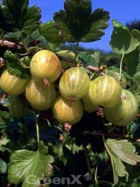 Stachelbeere 'Hinnonmäki gelb' / Ribes uva-crispa 'Hinnonmäki gelb'