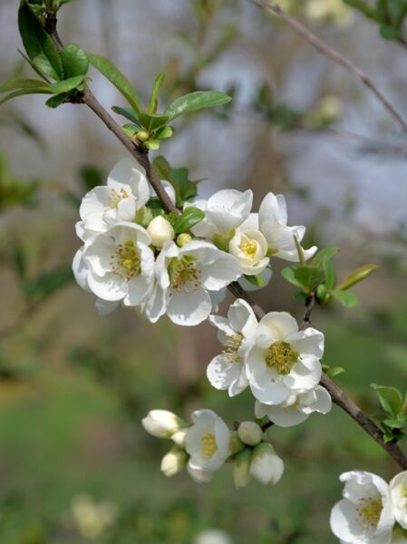 Scheinquitte / Japanische Zierquitte &#039;Nivalis&#039; / Chaenomeles japonica &#039;Nivalis&#039;