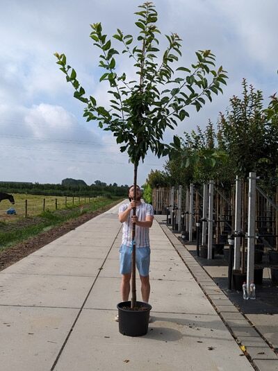 Prunus avium 'Karina' / Süßkirsche 'Karina' Hochstamm 12-14 StU im Container, junger Baum mit Stamm und Krone im Topf