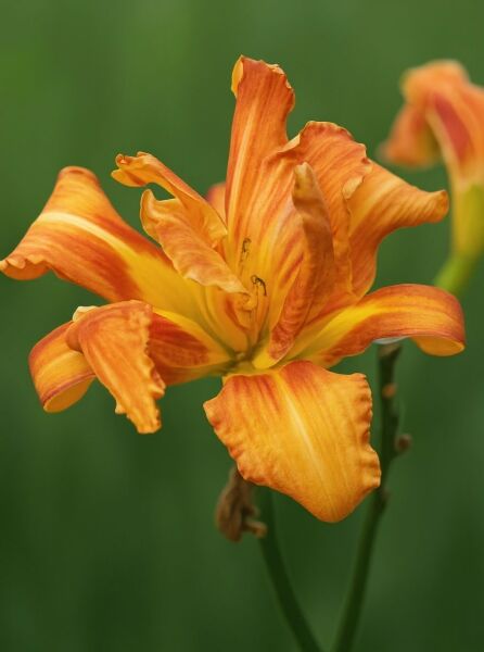 Gefülltblühende Taglilie 'Kwanso' (Hemerocallis fulva 'Kwanso') mit orangegelber, gefüllter Blüte in Nahaufnahme.