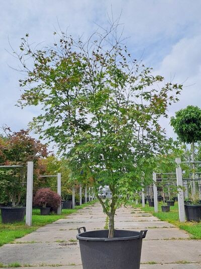 Acer palmatum, Fächer-Ahorn (Japanischer Ahorn) 225–250 cm im Container, mehrstämmiger Baum mit fein gelappten Blättern.