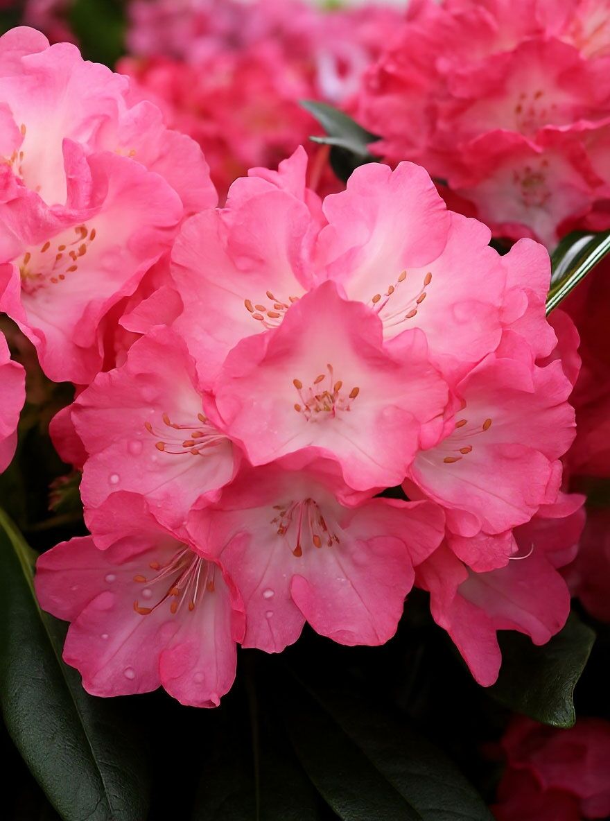 Rhododendron 'Fantastica' - Rhododendron yakushimanum 'Fantastica'