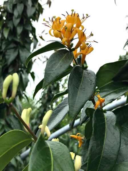 Immergrünes Geißblatt 'Copper Beauty' ® / Lonicera henryi 'Copper Beauty' PBR ®