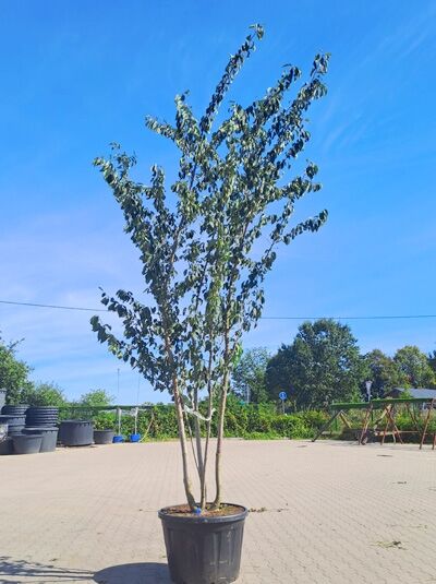Tokyo-Kirsche 400-450 cm mehrstämmig / Prunus yedoensis (1577194)