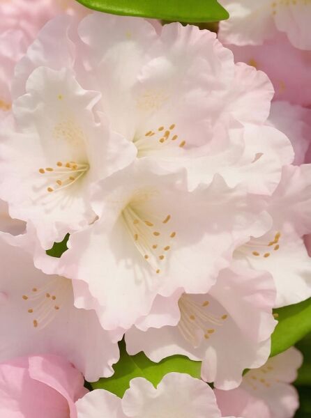 Rhododendron 'Schneewolke' / Rhododendron 'Schneewolke'