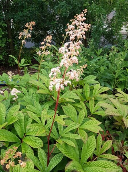 Holunderblättriges Schaublatt 'Rothaut' / Rodgersia sambucifolia 'Rothaut'