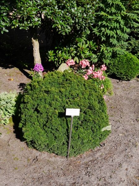 Zwerg-Kugel-Eibe 'Green Diamond' / Taxus baccata 'Green Diamond'