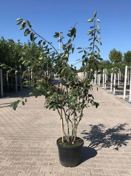 Amelanchier lamarckii (Kupfer-Felsenbirne) 200-250 cm, C35, mehrstämmiger Strauch im Container mit grünem Laub.