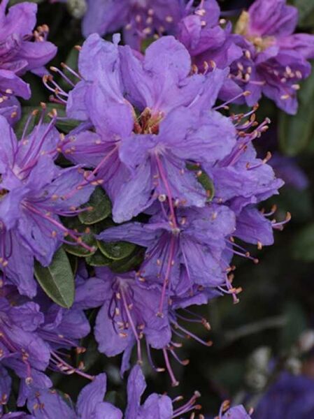 Zwergrhododendron 'Blue Wonder' / Zwergrhododendron 'Blue Wonder'