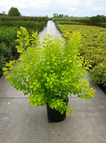 Gold-Perückenstrauch Cotinus coggygria 'Golden Lady'®, 100-125 cm, C20, im Topf mit gelbgrünem Laub und mehreren Trieben