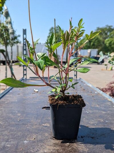 Cosmos atrosanguineus (Schokoladenblume) P9, junge Pflanze im schwarzen Topf mit grünem Laub und aufrechten Trieben