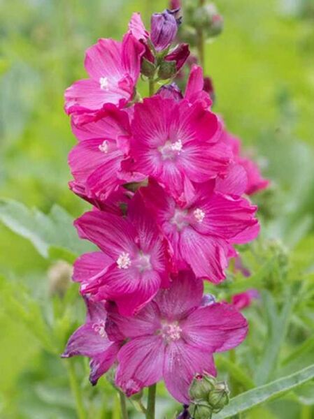Präriemalve 'Wine Red' / Sidalcea oregana 'Wine Red'