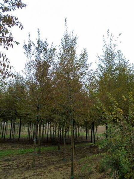 Ostrya carpinifolia / Gemeine Hopfenbuche Hochstamm 20-25 StU m. Db., mehrstämmige Bäume im Baumschulquartier.